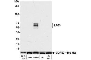 Western Blotting (WB) image for anti-Lymphocyte-Activation Gene 3 (LAG3) (AA 23-450) antibody (ABIN7455196)
