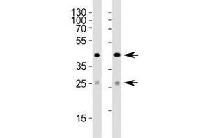 Western blot analysis of lysate from (1) 293 and (2) HepG2 cell line using SIRT3 antibody at 1:1000.