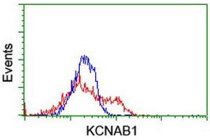 HEK293T cells transfected with either RC207384 overexpress plasmid (Red) or empty vector control plasmid (Blue) were immunostained by anti-KCNAB1 antibody (ABIN2455278), and then analyzed by flow cytometry. (KCNAB1 anticorps)
