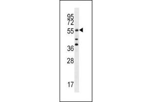 Cdc25A antibody western blot analysis in MCF-7 lysate.