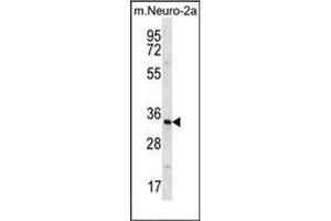 Western blot analysis of Peroxin 14 / PEX14 Antibody (Center) in mouse Neuro-2a cell line lysates (35ug/lane). (PEX14 anticorps  (Middle Region))