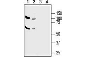 Western blot analysis of mouse brain lysate (lanes 1 and 3) and rat brain membranes (lanes 2 and 4): - 1,2. (SLC1A5 anticorps  (C-Term, Intracellular))
