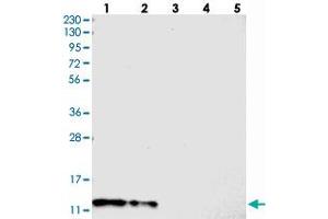 Western blot analysis of Lane 1: RT-4, Lane 2: U-251 MG, Lane 3: Human Plasma, Lane 4: Liver, Lane 5: Tonsil with C7orf59 polyclonal antibody  at 1:250-1:500 dilution. (LAMTOR4 anticorps)