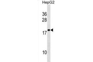 Western Blotting (WB) image for anti-Histone Linker H1 Domain, Spermatid-Specific 1 (HILS1) antibody (ABIN3000680)