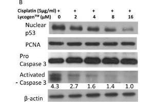 Lycogen™ reduced cisplatin-induced cell apoptosis. (PCNA anticorps)