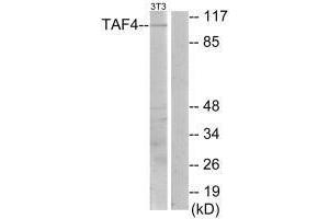 Western blot analysis of extracts from NIH-3T3 cells, using TAF4 antibody. (TAF4 anticorps)