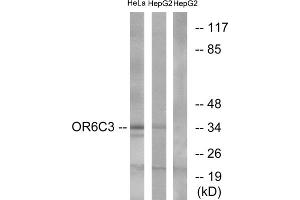 Western blot analysis of extracts from HeLa cells and HepG2 cells, using OR6C3 antibody. (OR6C3 anticorps  (C-Term))