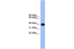 WB Suggested Anti-SERPINA1 Antibody Titration: 0.