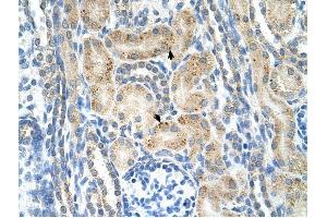 NRCAM antibody was used for immunohistochemistry at a concentration of 4-8 ug/ml to stain Epithelial cells of renal tubule (arrows) in Human Kidney. (NrCAM anticorps  (N-Term))