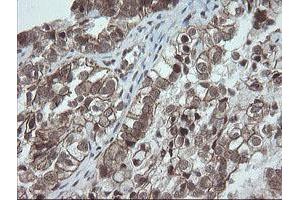 Image no. 3 for anti-OTU Domain, Ubiquitin Aldehyde Binding 1 (OTUB1) antibody (ABIN1499932)