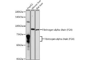 Western blot analysis of extracts of various cell lines, using Fibrinogen alpha chain (Fibrinogen alpha chain (FGA)) antibody (ABIN7267178) at 1:1000 dilution. (FGA anticorps  (AA 1-100))