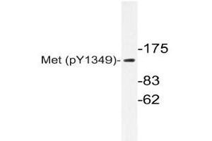 Western blot (WB) analyzes of p-Met antibody in extracts from HepG2 cells. (c-MET anticorps  (pTyr1349))