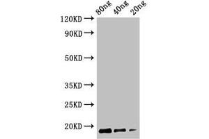 anti-Cyclomaltodextrin Glucanotransferase (AA 608-713) antibody