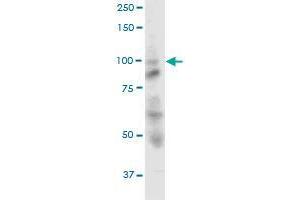 OPA1 MaxPab polyclonal antibody.