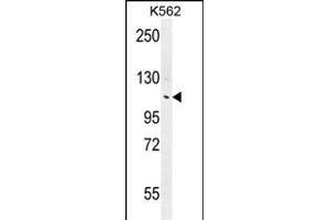 ANKRD18B Antibody (N-term) (ABIN655769 and ABIN2845209) western blot analysis in K562 cell line lysates (35 μg/lane). (ANKRD18B anticorps  (N-Term))