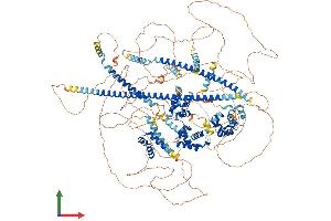 AlphaFold protein structure predicition of Mouse Recombinant Cux2 Protein, UniprotID P70298