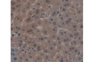 Used in DAB staining on fromalin fixed paraffin- embedded liver tissue (NR1I3 anticorps  (AA 1-247))