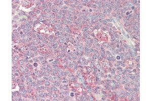 Anti-p21-ARC / ARPC3 antibody IHC staining of human tonsil.