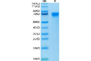 Biotinylated Human LILRB3 on Tris-Bis PAGE under reduced condition.