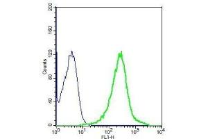 Human A549 cell lysates probed with Rabbit Anti-MRP1 Polyclonal Antibody, Unconjugated . (Multidrug-Resistance Like Protein 1 anticorps  (AA 501-600))