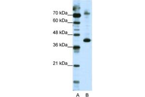 Western Blotting (WB) image for anti-NFKB Repressing Factor (NKRF) antibody (ABIN2461882) (NKRF anticorps)