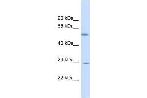 Human Fetal Liver; Host: Rabbit. (KLF9 anticorps  (N-Term))