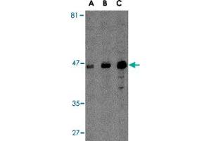Western blot analysis of MICA in A-20 cell lysate with MICA polyclonal antibody  at (A) 0. (MICA anticorps  (C-Term))