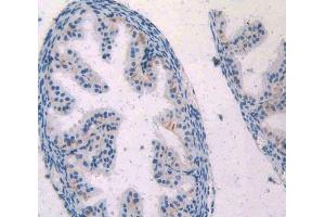 IHC-P analysis of oviduct tissue, with DAB staining.
