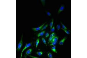 Immunofluorescent analysis of Hela cells using ABIN7158170 at dilution of 1:100 and Alexa Fluor 488-congugated AffiniPure Goat Anti-Rabbit IgG(H+L) (LRRC3B anticorps  (AA 34-204))