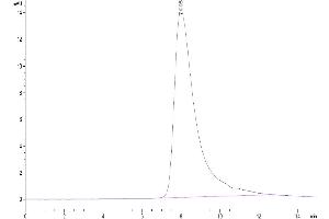 The purity of Human NKp30 is greater than 95 % as determined by SEC-HPLC.