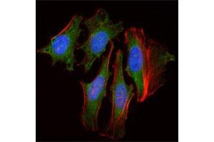Immunofluorescence analysis of HeLa cells using CLOCK monoclonal antibody, clone 8F7  (green). (CLOCK anticorps)