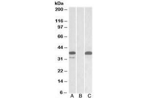 Western blot testing of HEK293 lysate overexpressing human PIM2-MYC with PIM2 antibody (0. (PIM2 anticorps)
