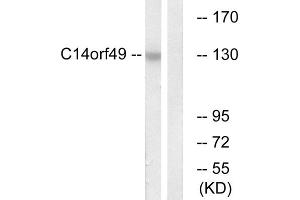 Western blot analysis of extracts from Jurkat cells, using C14orf49 antibody. (Nesprin3 anticorps  (Internal Region))