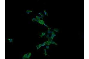 Image no. 2 for anti-Anaphase Promoting Complex Subunit 11 (ANAPC11) antibody (ABIN1496631)