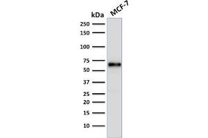 anti-Estrogen Receptor 1 (ESR1) (AA 2-185) antibody