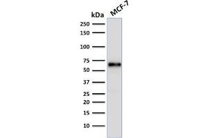 Western Blot Analysis of human MCF-7 cell lysate using Estrogen Receptor alpha Mouse Monoclonal Antibody (ER506). (Estrogen Receptor alpha anticorps  (AA 2-185))