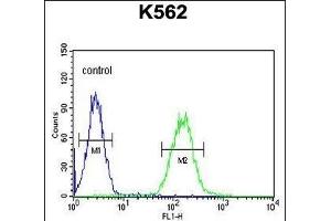anti-Cyclic Nucleotide Gated Channel alpha 2 (CNGA2) (AA 75-102), (N-Term) antibody