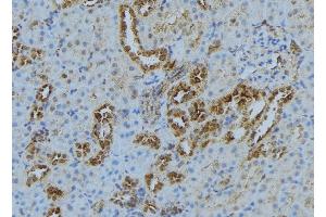 ABIN6278267 at 1/100 staining Mouse kidney tissue by IHC-P. (KIF3A anticorps  (C-Term))
