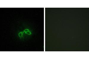 Peptide - +Immunofluorescence analysis of 3T3 cells, using BLCAP antibody. (BLCAP anticorps)