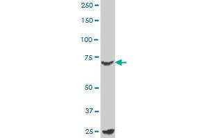 MYBL2 monoclonal antibody (M02), clone 1C7 Western Blot analysis of MYBL2 expression in K-562 .
