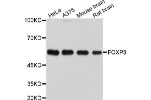 Western blot analysis of extracts of various cell lines, using FOXP3 antibody (ABIN5995545). (FOXP3 anticorps)