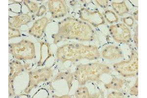 Immunohistochemistry of paraffin-embedded human kidney tissue using ABIN7143208 at dilution of 1:100