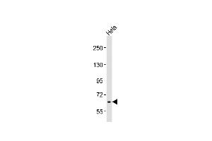 Anti-RAB11FIP5 Antibody (Center)at 1:2000 dilution + Hela whole cell lysates Lysates/proteins at 20 μg per lane. (RAB11FIP5 anticorps  (AA 341-375))