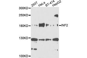 Western blot analysis of extracts of various cells, using INF2 antibody. (INF2 anticorps)