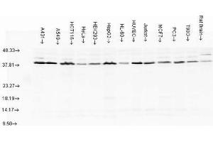 Western blot analysis of multiple Cell line lysates showing detection of AHA1 protein using Rabbit Anti-AHA1 Polyclonal Antibody . (AHSA1 anticorps  (Biotin))