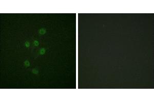 P-peptide - +Immunofluorescence analysis of A549 cells, using HDAC3 (Phospho-Ser424) antibody. (HDAC3 anticorps  (pSer424))