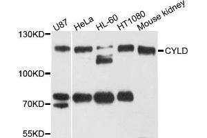 Western blot analysis of extract of various cells, using CYLD antibody. (CYLD anticorps)