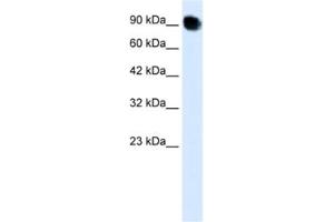 Western Blotting (WB) image for anti-Mediator Complex Subunit 16 (MED16) antibody (ABIN2460418) (MED16 anticorps)