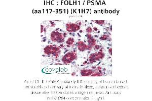 Image no. 1 for anti-Folate Hydrolase (Prostate-Specific Membrane Antigen) 1 (FOLH1) (AA 117-351) antibody (ABIN1723210) (PSMA anticorps  (AA 117-351))