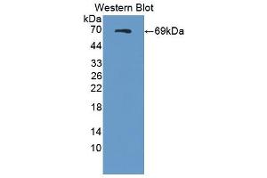 Western blot analysis of the recombinant protein. (SEMA4D/CD100 anticorps  (AA 145-494))